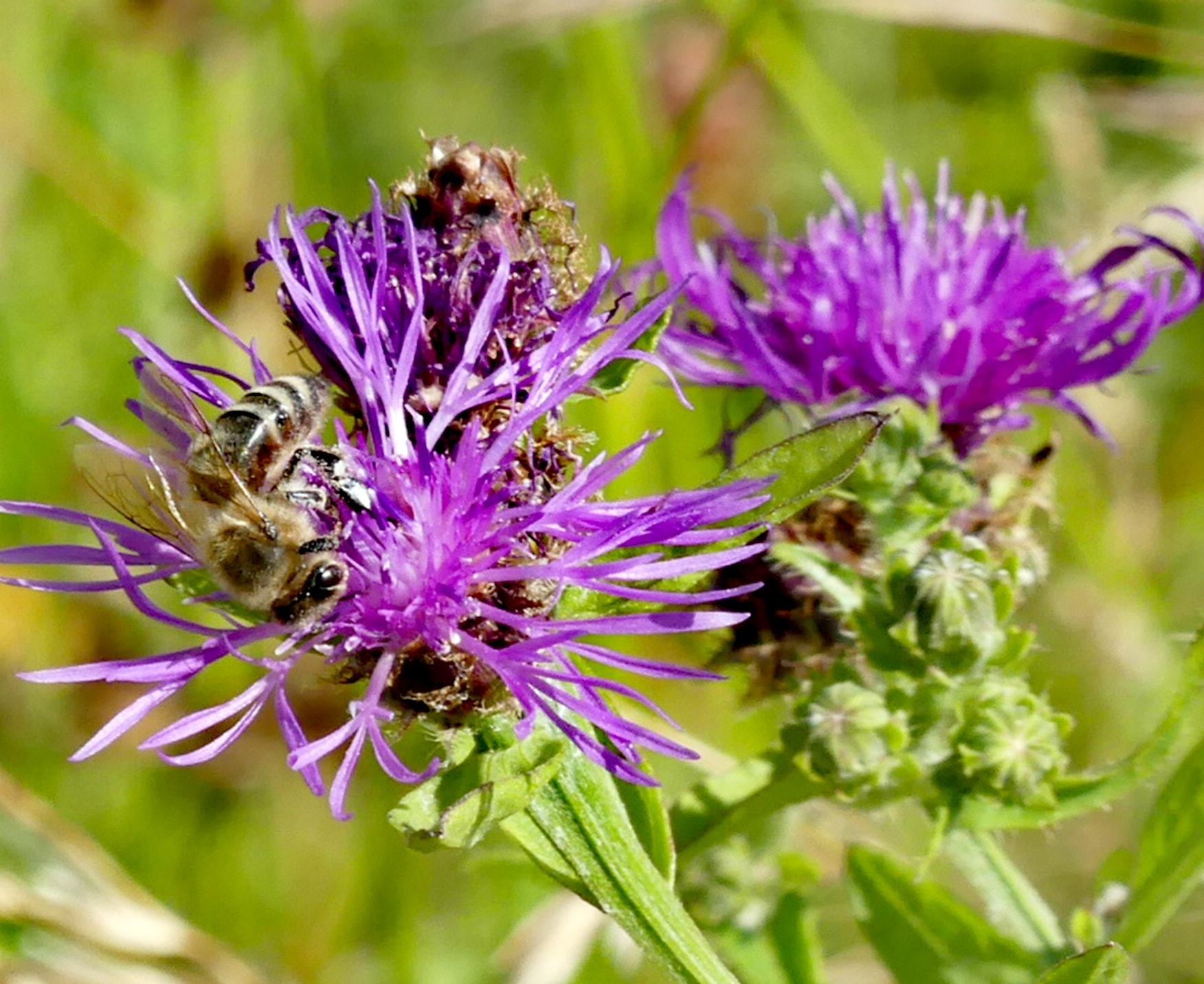 Purple Knapweed Flower